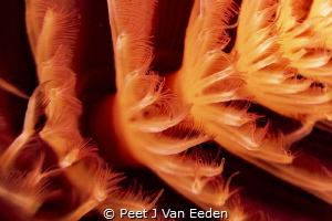 The orange-red spiral of a red tube worm by Peet J Van Eeden 